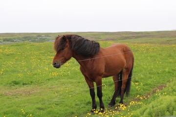 Fototapeta premium Lonely Icelandic Horse grazing on a meadow around Húsavík