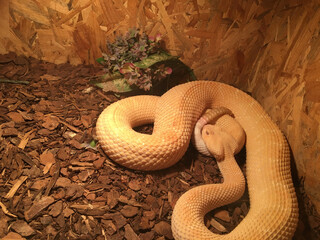 snake in terrarium 