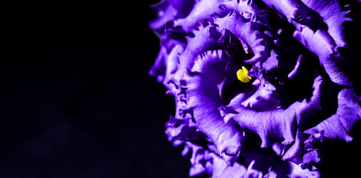 Detail of purple eustoma flower