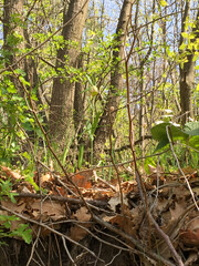 Naklejka na ściany i meble in the forest