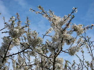 plum blossom in Pordic