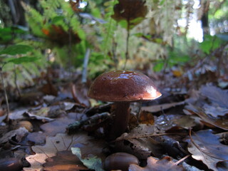 mushroom bolet in a forest