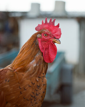 Brown chick with red caruncle