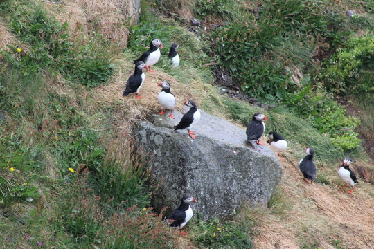 Puffin colony on Tj&ouml;rnes peninsula in  the North o Iceland at diamond circle