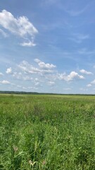 Obraz premium green field and blue sky