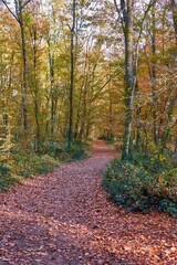 Way in a forest in autumn with yellow trees