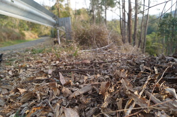 dry leaves and trees in a rural area
