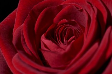 Very close view of the petals of a red rose