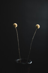 Herbarium, pussies, bouquet on a black background. Studio color art photography of exotic plants and flowers. 