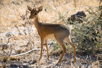 Side view of a Damara Dik Dik (Madoqua kirki) - Etosha National Park , Namibia, Africa