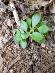 식물의 잎사귀와 열매를 통해서 식물들의 생명력을 느낄 수 있습니다.