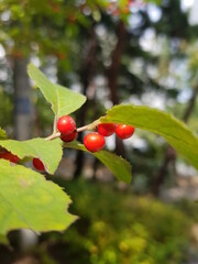 식물의 잎사귀와 열매를 통해서 식물들의 생명력을 느낄 수 있습니다.