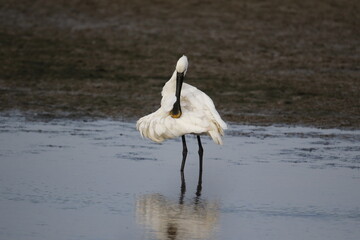 Spoonbill fishing and preening in the shallows at the lake edge