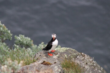 Puffin colony on Tjörnes peninsula in  the North o Iceland at diamond circle
