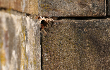 Hornisse in einem Nest zwischen Steinen