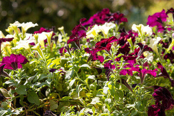 Colorful petunia flower planted in a box. There are other flowers in the background. The background is blurred by the technique of photography.