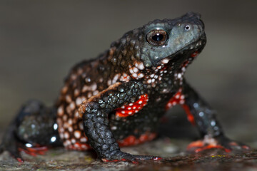 Melanophryniscus moreirae