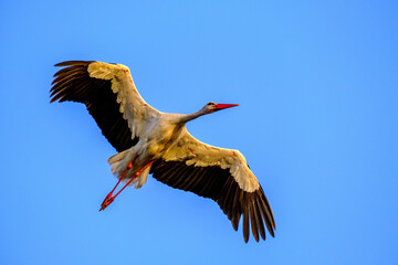 Stork