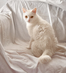 Fototapeta na wymiar Adorable domestic white cat sitting on a couch covered with a white sheet