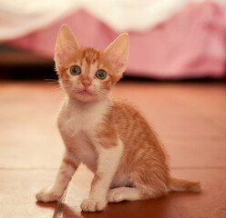 Closeup shot of an adorable domestic kitten sitting on the floor