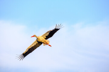 Stork