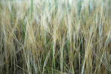 Hairy spikelets of ripe barley.