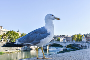 Gabbiano a Roma