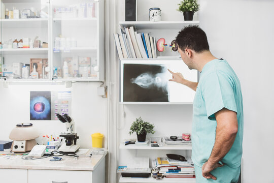 Veterinarian Looking at X-ray Scan