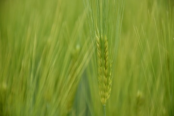 wheat detail 