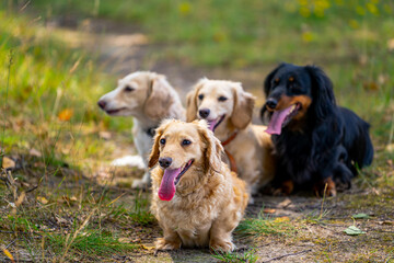 Four cute small dogs are posing on nature background. Blurred background. Pets and animals.