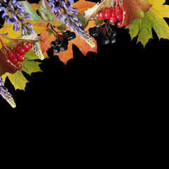 Beautiful autumn background of lupines, maple leaves, Aronia and viburnum. Isolated