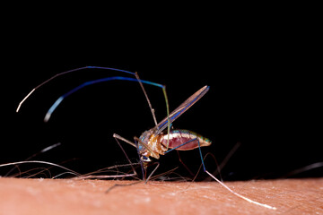 Mosquito biting human skin - drinking blood
