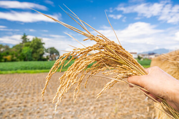 手に掴んだ稲