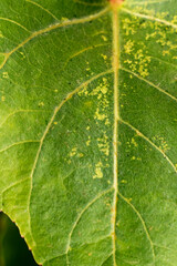 Obraz premium Abstract green background. Macro photo. The green leaf is damaged by pests. Green leaves texture. Veins on a leaf of a plant. Shades of color on a green leaf. Plant abstraction