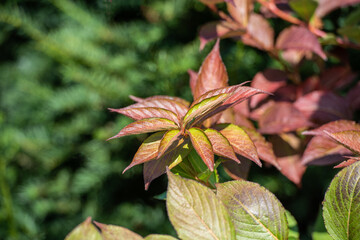 Ast mit Blätter im Herbst