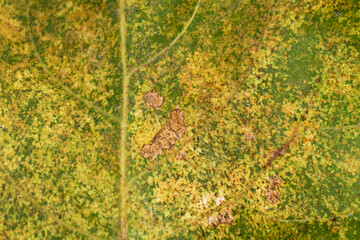 Abstract green background. Macro photo. The green leaf is damaged by pests. Green leaves texture. Veins on a leaf of a plant. Shades of color on a green leaf. Plant abstraction