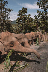 Vertical shot of elephants eating leaves in a field under the sunlight