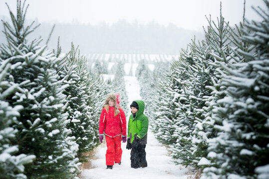 Little Boy and Girl Walking Among Rows of Snowy Christmas Trees