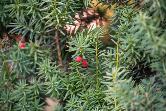 Europ&auml;ische Eibe mit Arillus