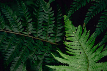 Fototapeta na wymiar Green fern frame filling background