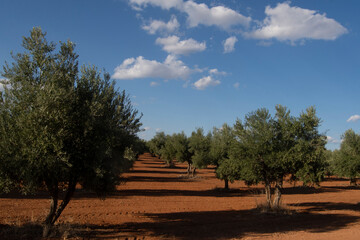 Fototapeta na wymiar Lína de olivos en el olivar