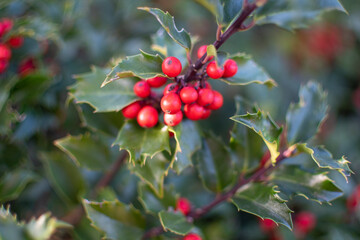 Europäische Stechpalme mit Beeren
