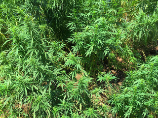 Autumn, autumn forest, lake, water, ducks, yellow red leaves, mushrooms, berries, cones, birches