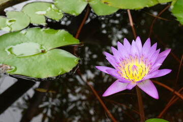 A purple water lily with bright yellow stamens in the center, Nymphaea Cyanea Roxb (Water Lily) is a lightly fragrant aquatic plant that blooms all year round and is commonly grown in ponds or pots.

