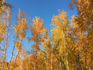 Fototapeta premium Autumn, autumn forest, lake, water, ducks, yellow red leaves, mushrooms, berries, cones, birches