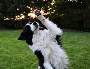 Close-up of Border Collie with Paw Up in the Garden. Cute Black and White Dog during Obedience Training.