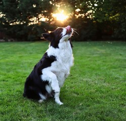 Black and White Border Collie Gives Paw in the Garden with Sunlight. Domestic Dog Trains Obedience.