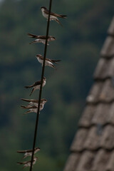 Many barn swallows standing on electric cable, close up

