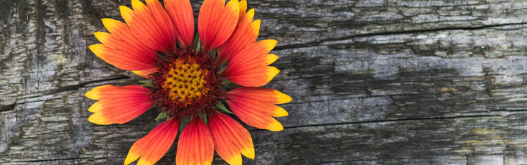 Background image of red and yellow flowers