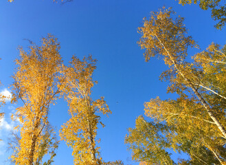 Autumn, autumn forest, lake, water, ducks, yellow red leaves, mushrooms, berries, cones, birches
